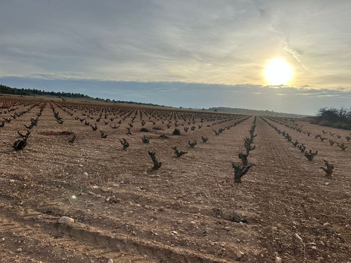 finca-viñedos-amaneciendo viñedos de jumilla