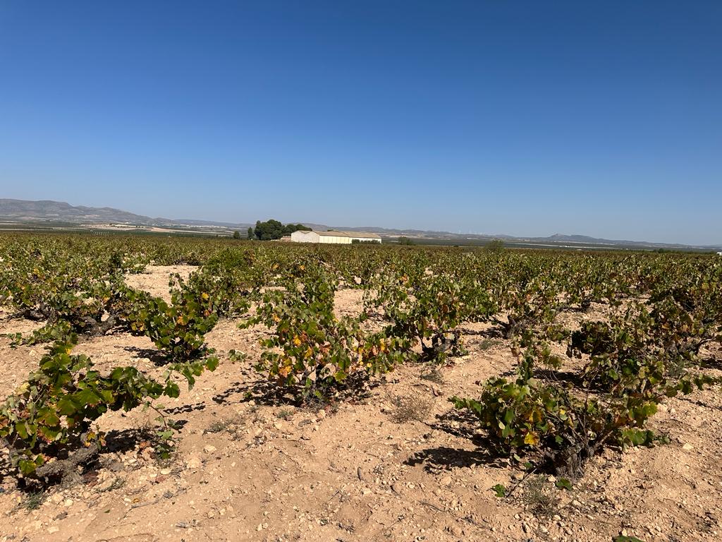 finca del vino pequeñajo sobre nosotros